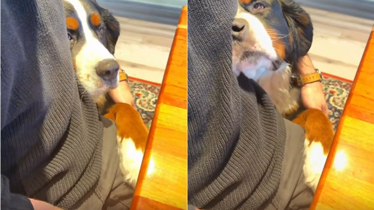 Illustration : "Un chien de race Bouvier Bernois accueille tous les clients d'un hôtel dès leur arrivée (vidéo)"