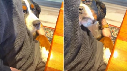 Illustration : Un chien de race Bouvier Bernois accueille tous les clients d'un h&ocirc;tel d&egrave;s leur arriv&eacute;e (vid&eacute;o)