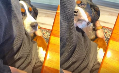 Un chien de race Bouvier Bernois accueille tous les clients d'un hôtel dès leur arrivée (vidéo)