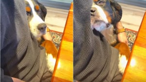 Illustration : Un chien de race Bouvier Bernois accueille tous les clients d'un hôtel dès leur arrivée (vidéo)