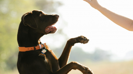 Illustration : 5 conseils en mati&egrave;re d&rsquo;&eacute;ducation canine qui aident &agrave; comprendre le renforcement positif