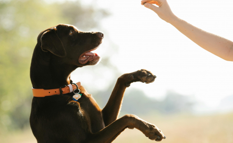 5 conseils en matière d’éducation canine qui aident à comprendre le renforcement positif