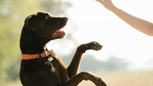 Illustration : 5 conseils en mati&egrave;re d&rsquo;&eacute;ducation canine qui aident &agrave; comprendre le renforcement positif