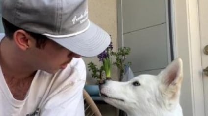 Illustration : Un homme sauve un chien Husky errant et revient l'adopter une semaine plus tard (vid&eacute;o)