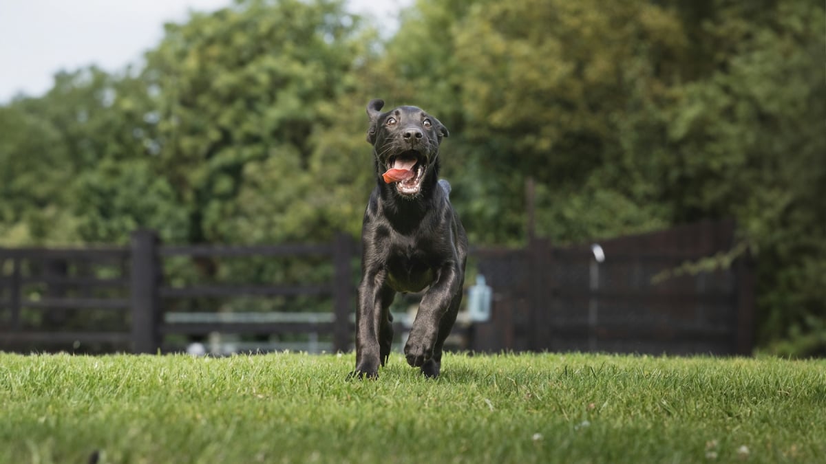 Illustration : "Zoomies, pourquoi votre chien se met-il soudainement à courir partout dans la maison ?"