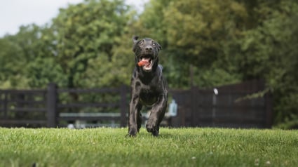 Illustration : Zoomies, pourquoi votre chien se met-il soudainement &agrave; courir partout dans la maison ?