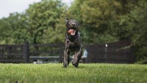 Illustration : "Zoomies, pourquoi votre chien se met-il soudainement à courir partout dans la maison ?"