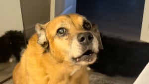 Illustration : Un chien alerte spontan&eacute;ment son ma&icirc;tre diab&eacute;tique lors de variations glyc&eacute;miques li&eacute;es &agrave; sa consommation de caf&eacute; (vid&eacute;o)