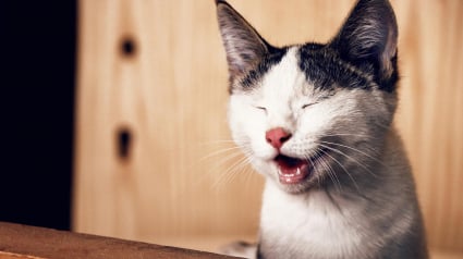 Illustration : Communication f&eacute;line : des chercheurs identifient plus de 270 expressions faciales chez le chat