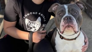 Illustration : Retrouv&eacute; intoxiqu&eacute; &agrave; la coca&iuml;ne, un chien de type Pitbull est soign&eacute; puis propos&eacute; &agrave; l'adoption