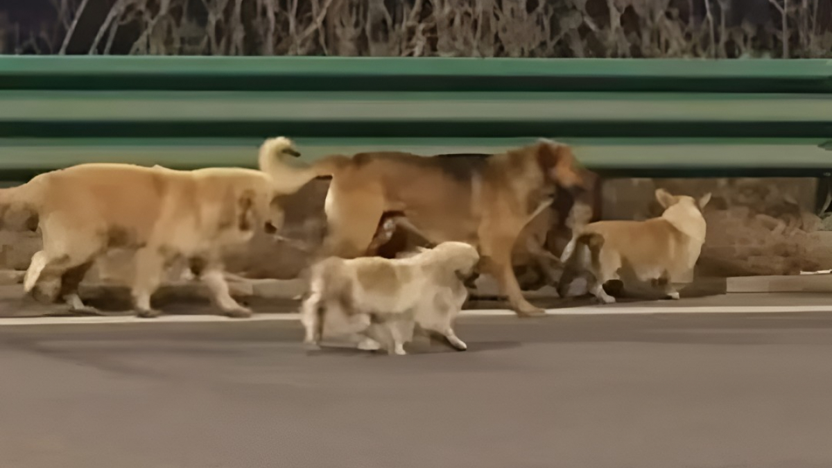 Illustration : "7 chiens volés pour le trafic de viande sont récupérés sur une autoroute"