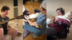 Illustration : Une vidéo montre de multiples chats domestiques refusant de quitter les genoux de leur maître humain 