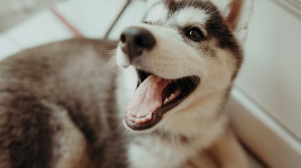 Illustration : La truffe chaude de votre chien indique de la fi&egrave;vre : vrai ou faux ?