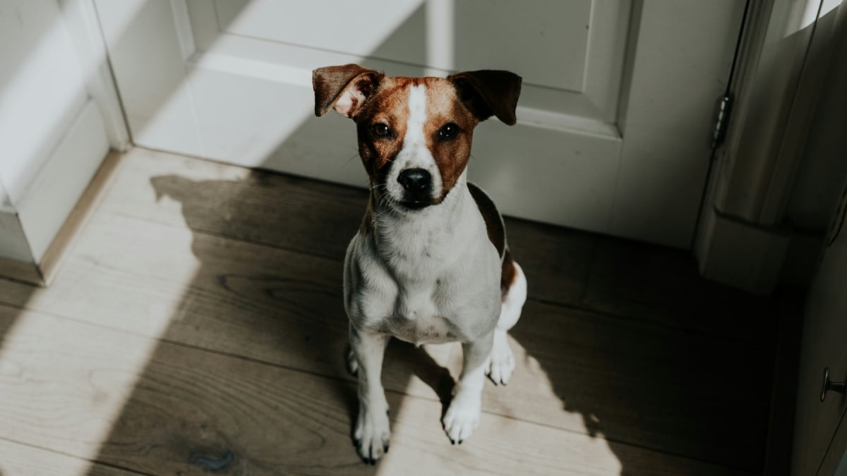 Illustration : "Pourquoi votre chien vous suit-il partout, même aux toilettes ?"
