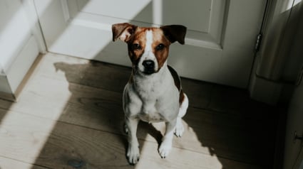 Illustration : Pourquoi votre chien vous suit-il partout, m&ecirc;me aux toilettes ?