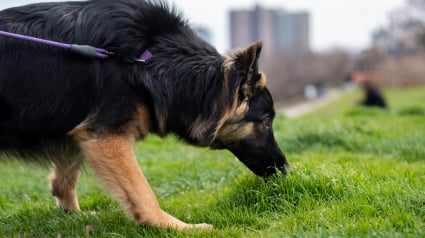 Illustration : Le chien mange de l'herbe pour se purger : d&eacute;cryptage