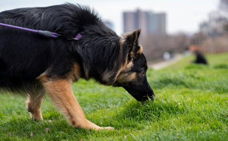 Le chien mange de l'herbe pour se purger : décryptage