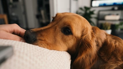 Illustration : Une &eacute;tude scientifique prouve que les chiens peuvent rep&eacute;rer le stress humain gr&acirc;ce &agrave; leur flair