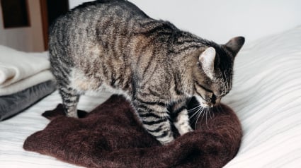 Illustration : P&eacute;trissage : pourquoi votre chat p&eacute;trit-il les couvertures (et parfois vous) ?