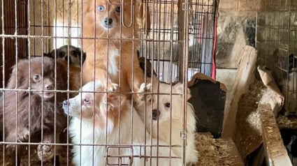 Illustration : &laquo; Sans lumi&egrave;re naturelle sans ventilation &raquo; le d&eacute;mant&egrave;lement d'un &eacute;levage clandestin varois permet une saisie de 823 animaux