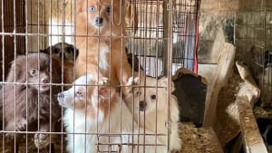 Illustration : &laquo; Sans lumi&egrave;re naturelle sans ventilation &raquo; le d&eacute;mant&egrave;lement d'un &eacute;levage clandestin varois permet une saisie de 823 animaux