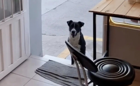 Chaque matin à l’ouverture du café, un chien errant fidèle vient réclamer son petit-déjeuner et ses câlins
