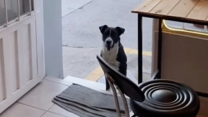 Illustration : Chaque matin à l’ouverture du café, un chien errant fidèle vient réclamer son petit-déjeuner et ses câlins
