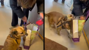 Illustration : Une femme retrouve sa chienne disparue depuis Noël dans le nord de la France, grâce à un refuge situé à 2 heures de chez elle (vidéo)