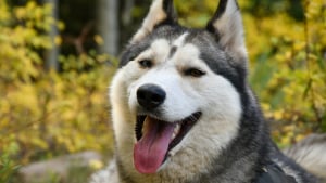 Illustration : Tondre son chien en &eacute;t&eacute; pour le rafra&icirc;chir, bonne ou mauvaise id&eacute;e ?