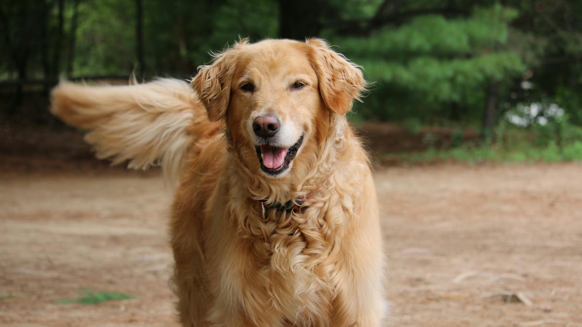 Illustration : "Communication canine : la signification scientifique de l'asymétrie du battement de queue"