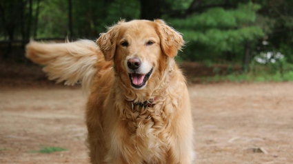 Illustration : Communication canine : la signification scientifique de l'asym&eacute;trie du battement de queue