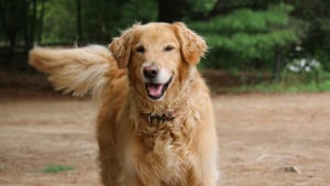 Illustration : "Communication canine : la signification scientifique de l'asymétrie du battement de queue"