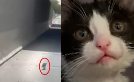 Un chaton repéré sur une autoroute puis caché dans la roue de secours de sa sauveuse surmonte sa timidité en jouant avec ses congénères