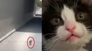 Illustration : Un chaton repéré sur une autoroute puis caché dans la roue de secours de sa sauveuse surmonte sa timidité en jouant avec ses congénères