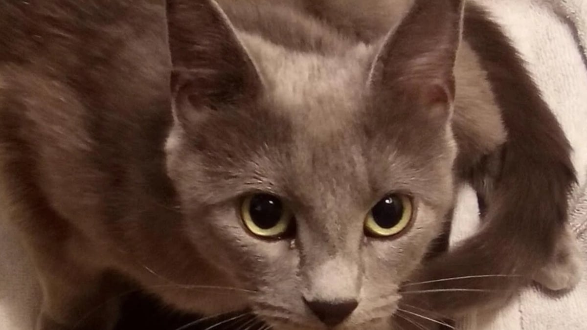 Illustration : "Une chatte errante que ses maîtres croyaient gravement malade donne finalement naissance à 2 petits chatons"