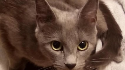 Illustration : Une chatte errante que ses ma&icirc;tres croyaient gravement malade donne finalement naissance &agrave; 2 petits chatons