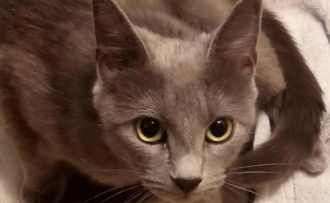 Une chatte errante que ses maîtres croyaient gravement malade donne finalement naissance à 2 petits chatons