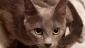 Illustration : Une chatte errante que ses maîtres croyaient gravement malade donne finalement naissance à 2 petits chatons