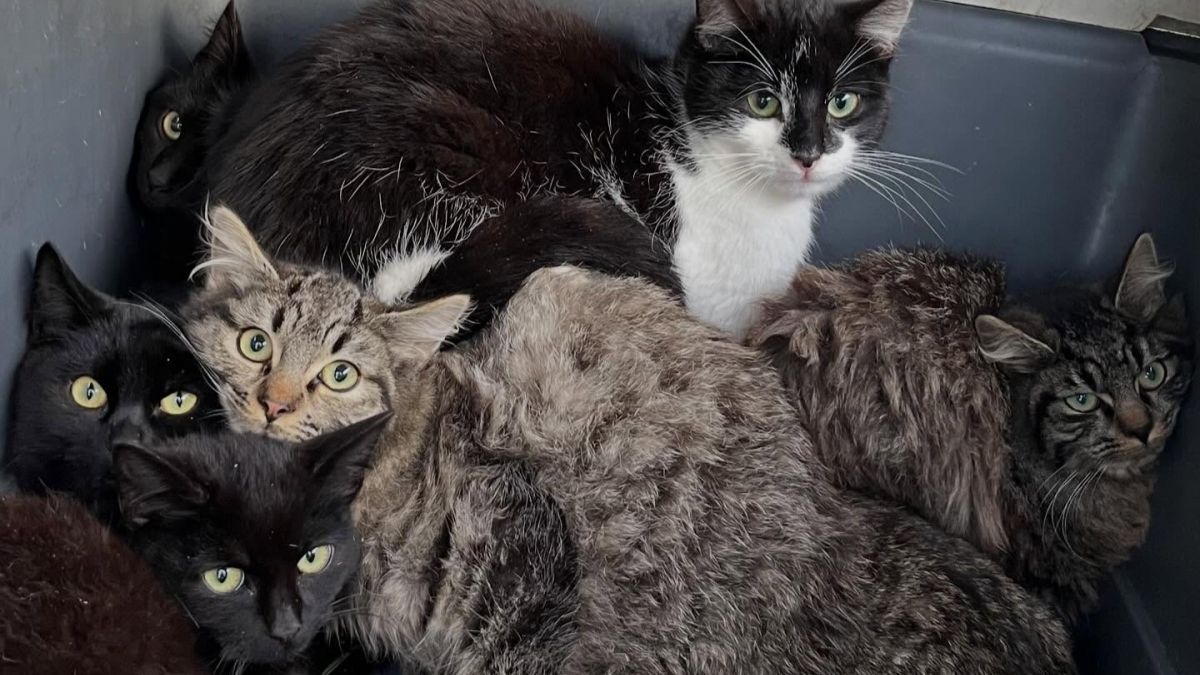 Illustration : "Un refuge 30 Millions d’Amis trouve 7 chatons abandonnés dans une caisse de transport et leur promet un avenir meilleur"