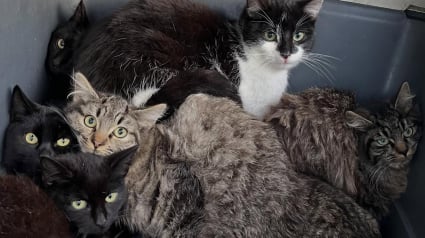 Illustration : Un refuge 30 Millions d&rsquo;Amis trouve 7 chatons abandonn&eacute;s dans une caisse de transport et leur promet un avenir meilleur