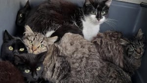 Illustration : Un refuge 30 Millions d&rsquo;Amis trouve 7 chatons abandonn&eacute;s dans une caisse de transport et leur promet un avenir meilleur