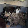 Illustration : Un refuge 30 Millions d&rsquo;Amis trouve 7 chatons abandonn&eacute;s dans une caisse de transport et leur promet un avenir meilleur