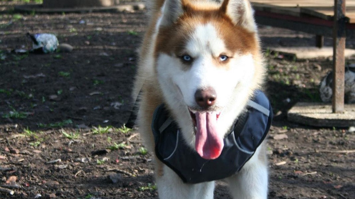 Illustration : "Abandonné et maltraité, ce Husky à l’adoption dans le Pas-de-Calais cherche une famille aimante"