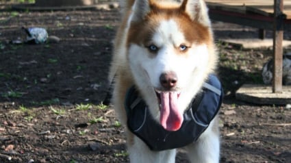 Illustration : Abandonn&eacute; et maltrait&eacute;, ce Husky &agrave; l&rsquo;adoption dans le Pas-de-Calais cherche une famille aimante