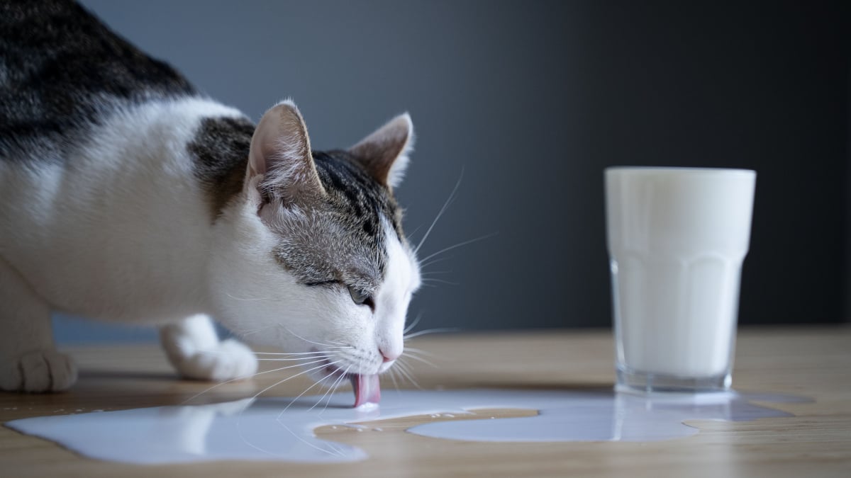 Illustration : "Donner du lait de vache à un chat adulte : les véritables conséquences physiologiques"