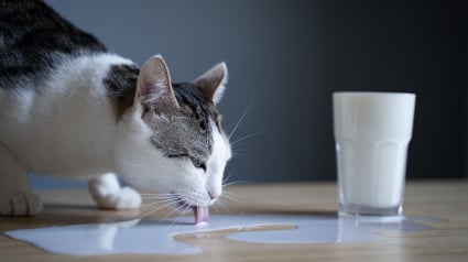 Illustration : Donner du lait de vache &agrave; un chat adulte : les v&eacute;ritables cons&eacute;quences physiologiques