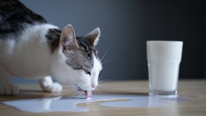 Illustration : "Donner du lait de vache à un chat adulte : les véritables conséquences physiologiques"