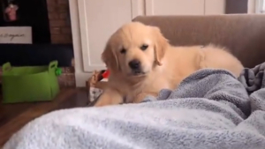 Illustration : Un chiot resté distant émeut son adoptante atteinte de dépression en s'approchant d'elle spontanément pour la première fois (vidéo)