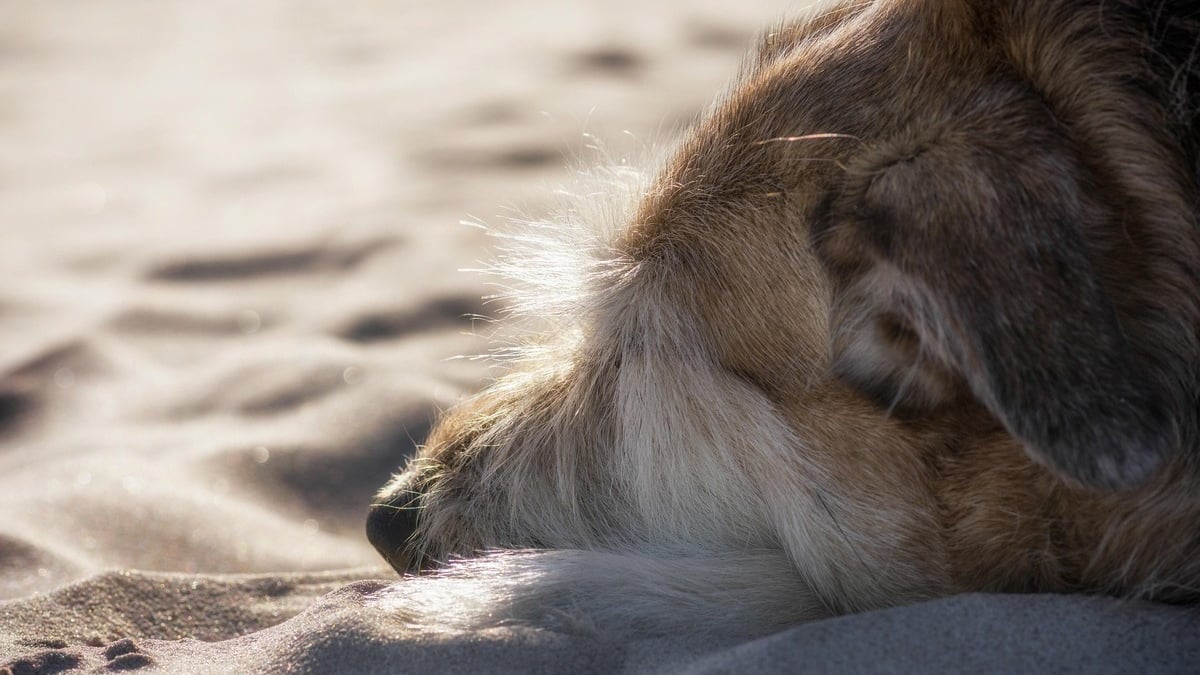Illustration : "Un chien sauvé de justesse après avoir avalé des morceaux de saucisse piégés avec des aiguilles lors d'une promenade sur la plage"