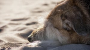 Illustration : Un chien sauv&eacute; de justesse apr&egrave;s avoir aval&eacute; des morceaux de saucisse pi&eacute;g&eacute;s avec des aiguilles lors d'une promenade sur la plage